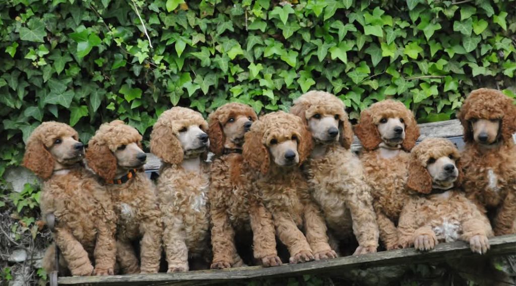 chiot Caniche Du Rêve De Ddamy